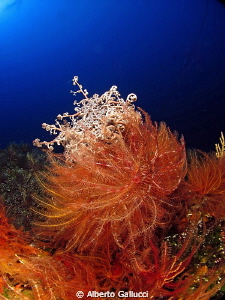 Basketstar and crinoids by Alberto Gallucci 